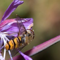 hoverfly on a flower