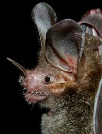 fringe lipped bat South American frog eating bat photo
