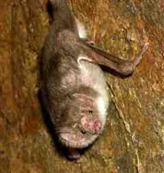 Desmodus rotundus common vampire bat photo