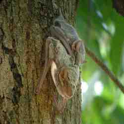 Mauritian Tomb bats