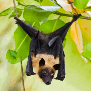 Pteropus giganteus Indian flying fox