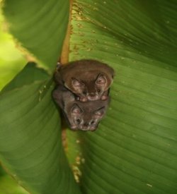 Artibeus neo tropical fruit bats in a leaf