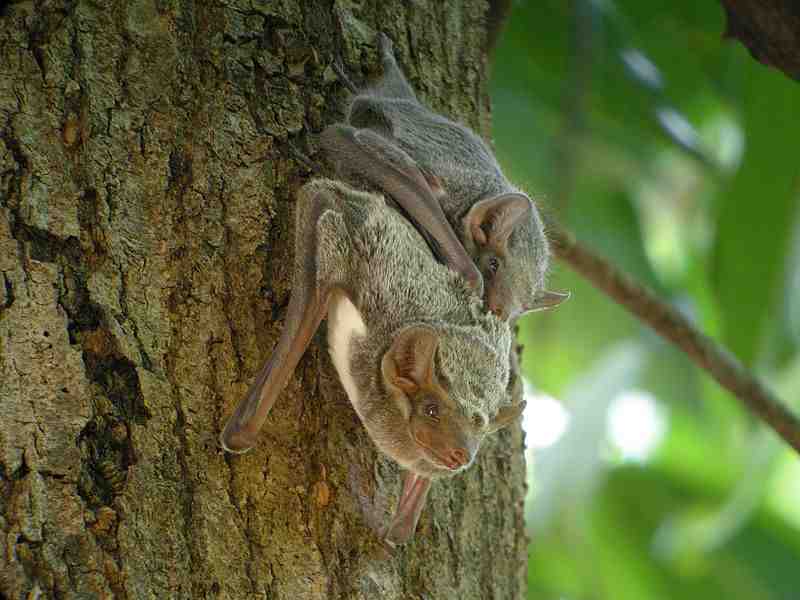 Mauritian Tomb bats