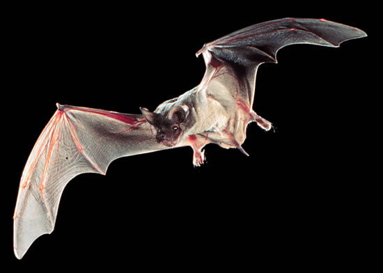 Tadarida brasiliensis Mexican free-tailed bat