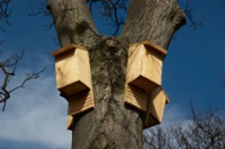 bat box