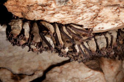 cave myotis bats