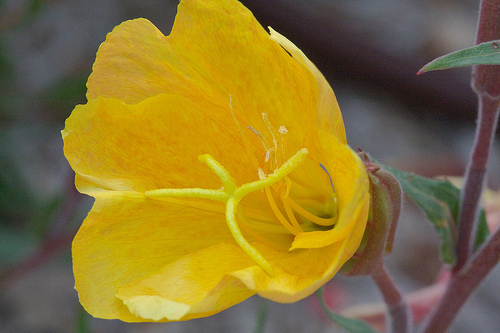evening primrose