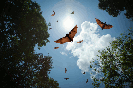 Circling fruit bats in Sri Lanka