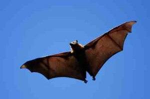 photo of a grey headed flying fox