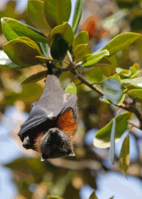 Grey headed fruit bat