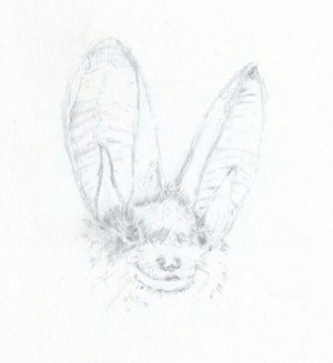 Long eared bat sketch