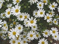 corn chamomile