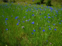 cornflowers in a field