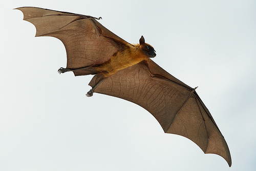 A fruit bat (flying fox) in the Maldives