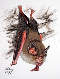 Lesser horseshoe bat drawing