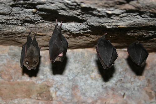 Lesser horseshoe bats